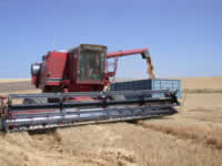 Sun 21 - Emptying wheat into the truck.